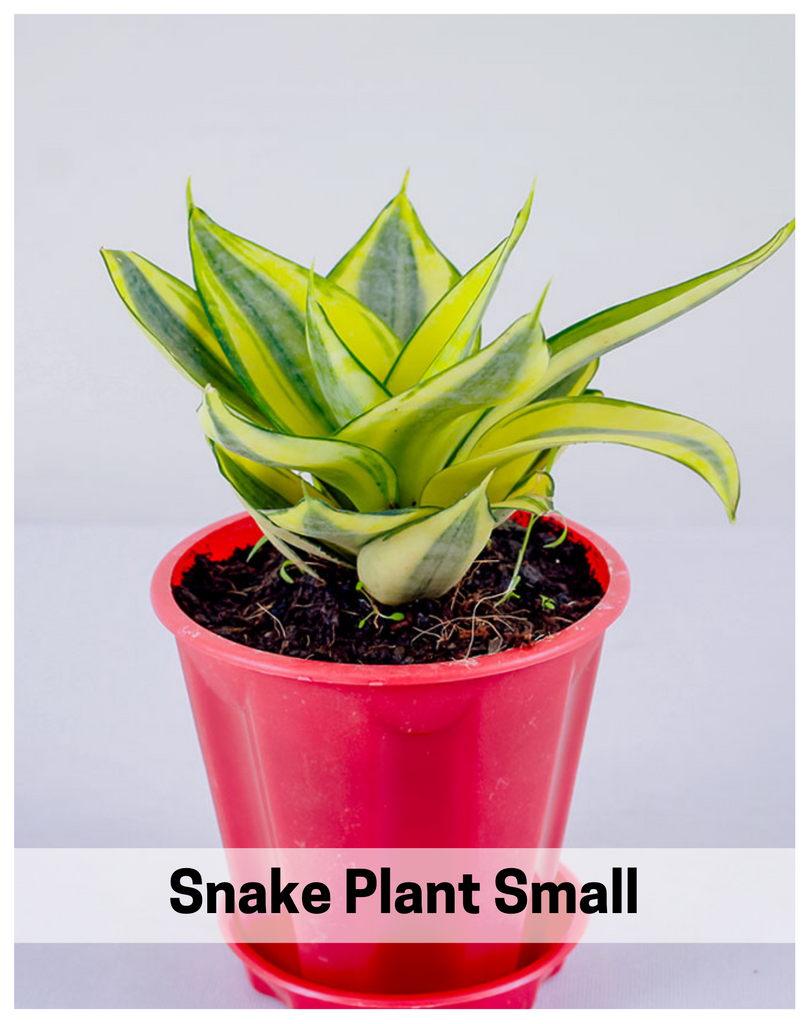Plantogallery  Snake Plant - Sansevieria Green Small Plants