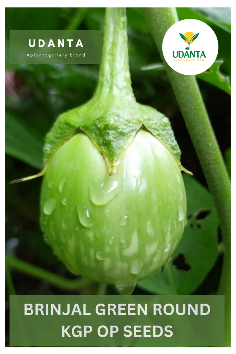 Udanta Brinjal Green Round Vegetable Seeds For Kitchen Garden Avg 30-40 Seeds Pkts