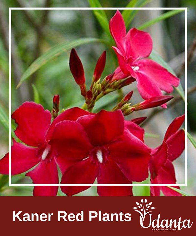 Plantogallery  I Kaner Red Plants Seeds