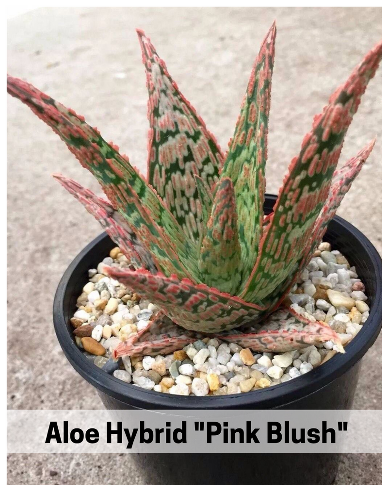 Plantogallery Aloe hybrid "pink blush"(pink blush aloe) succulent plant
