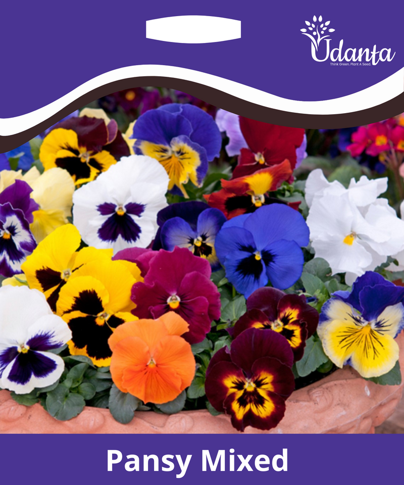 Plantogallery Pansy Mixed Hybrid Flower Seeds