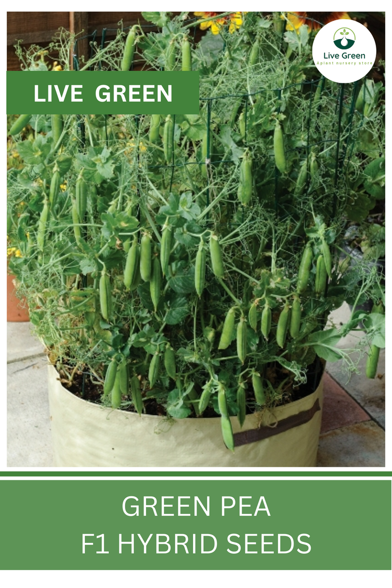 Live Green Green Pea F1 Hybrid Vegetable Seeds - Pack of 20 Seeds