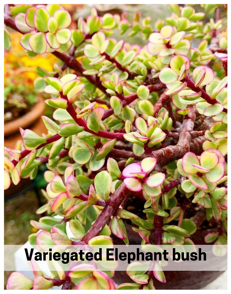 Plantogallery Variegated Elephant bush succulent plant