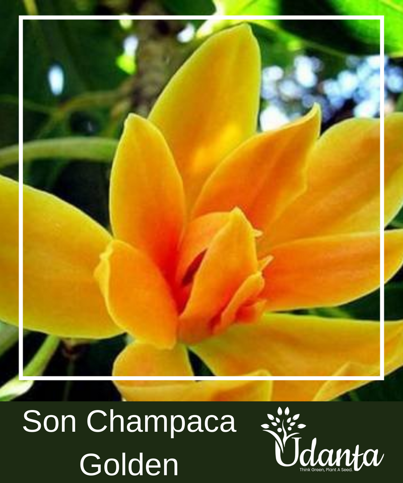 Plantogallery Son Champaca - Golden Chapma Plants Seeds