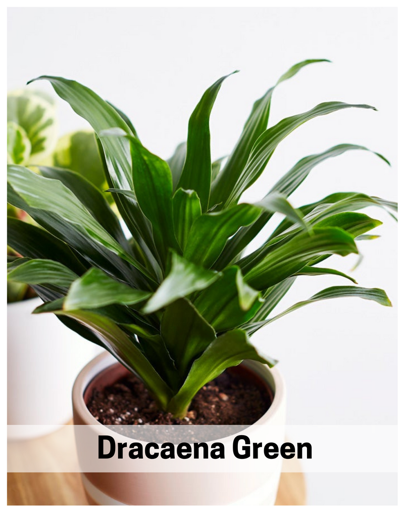 dracaena-green-indoor-planut