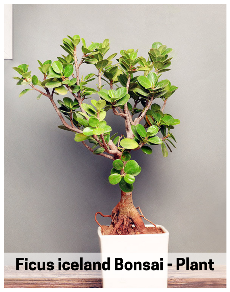 Plantogallery Ficus iceland Bonsai - Plant