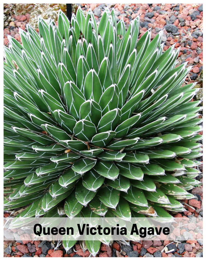 Plantogallery Queen Victoria Agave (Agave victoriae-reginae'Porcupine’) succulent plant