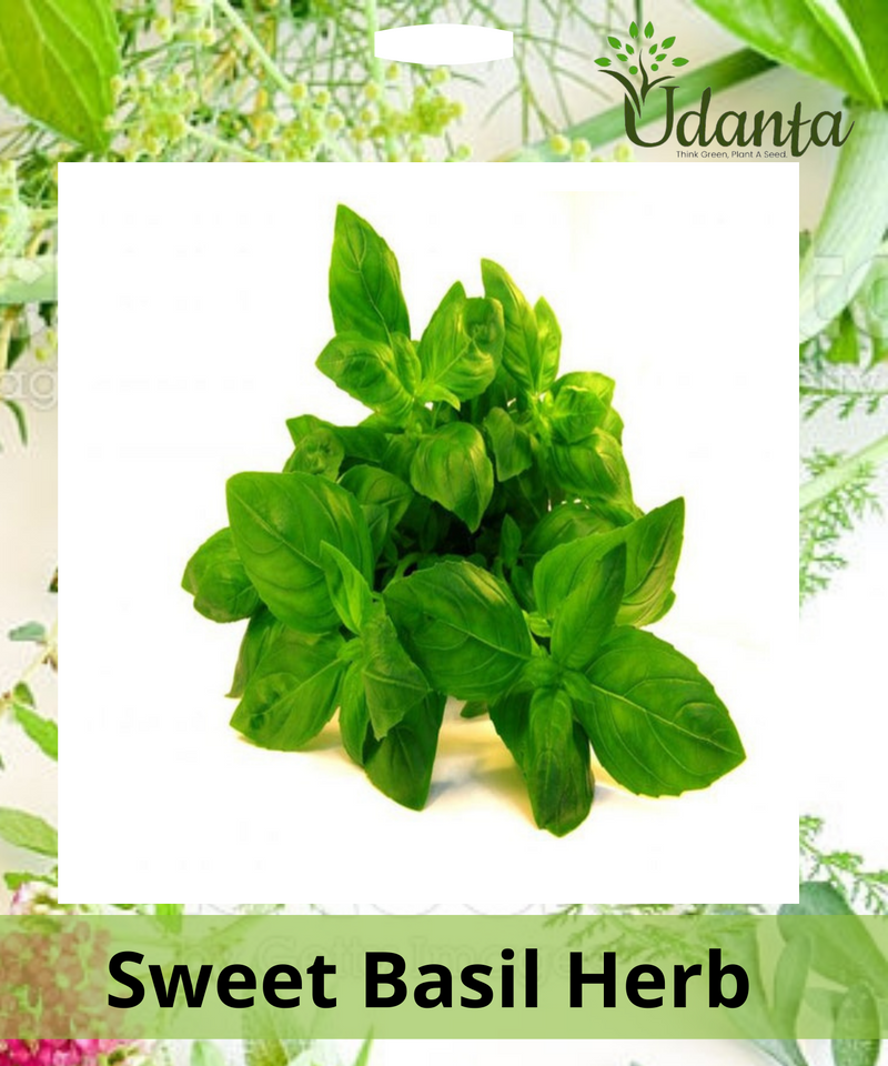 Plantogallery Sweet Basil Herb Seeds