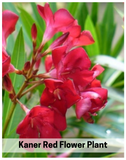 Plantogallery I Kaner Red Flower Plant For All Season Plant For Planting