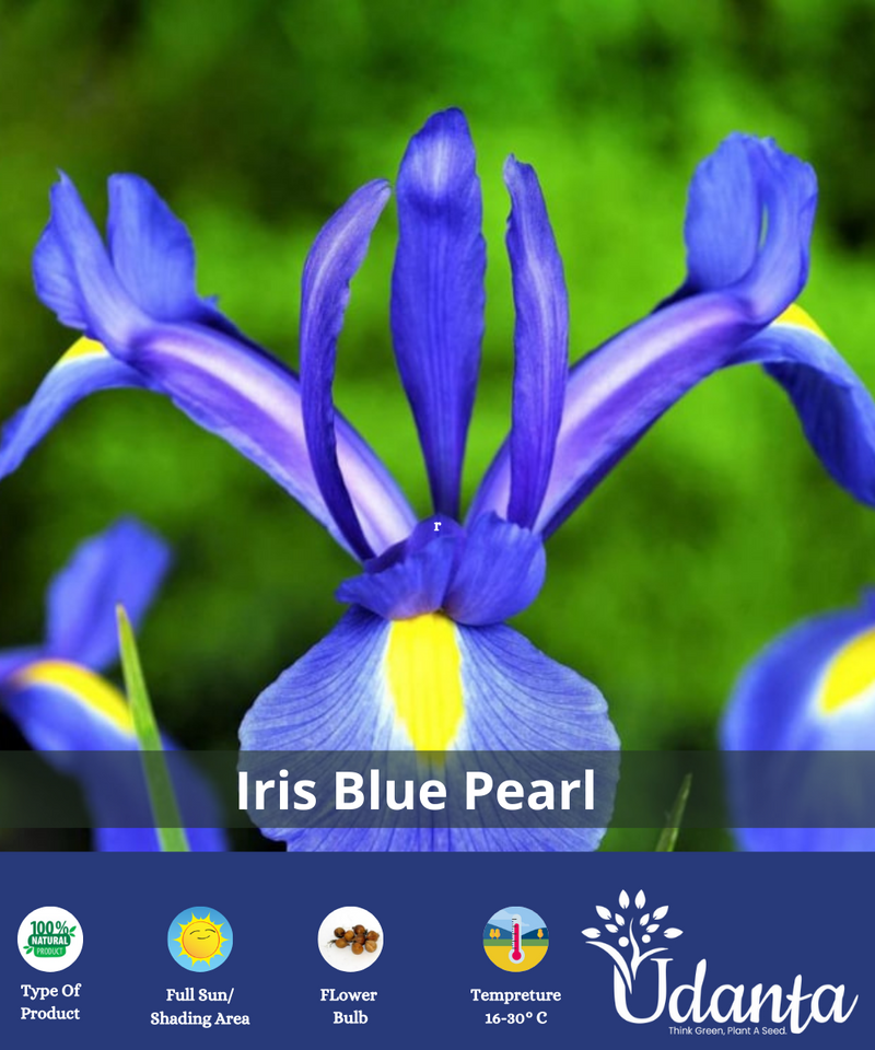 Iris-Blue-Pearl-Imported-Flower-Bulbs-plantogallery
