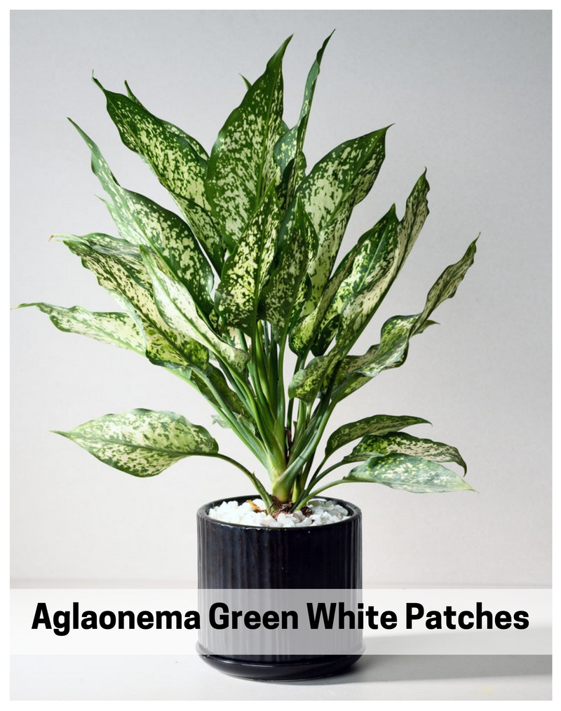Plantogallery I Aglaonema Green White Patches Best Indoor Air Purifying Plant