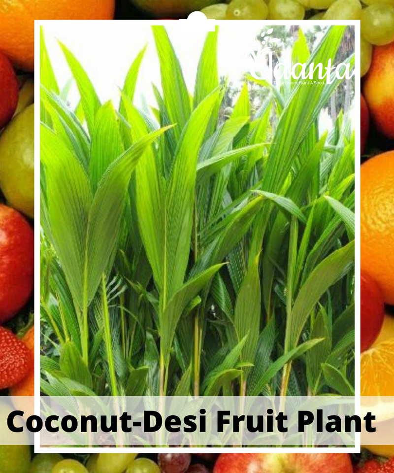 Plantogallery Coconut-Desi Fruit Plant Grafted Fruit Plants