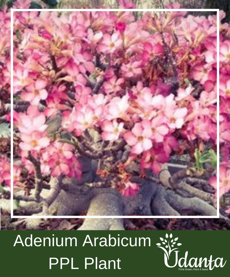 Plantogallery Adenium Arabicum Ppl Plant Seeds