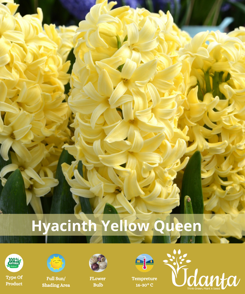 hyacinth-yellow-queen-flower-bulb-plantogallery