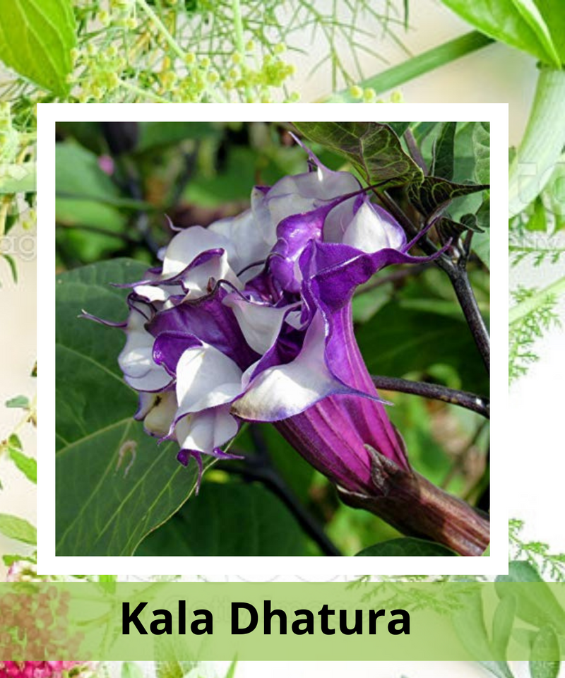 Plantogallery  Kala Dhatura Medicine Plant