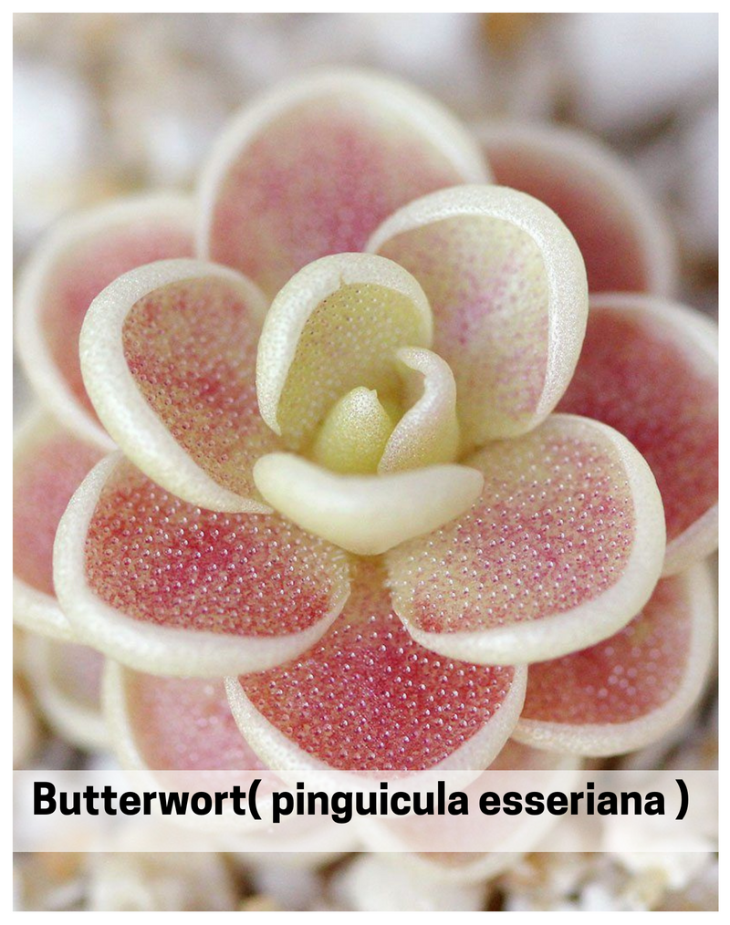 Plantogallery Butterwort( pinguicula esseriana ) succulent plant