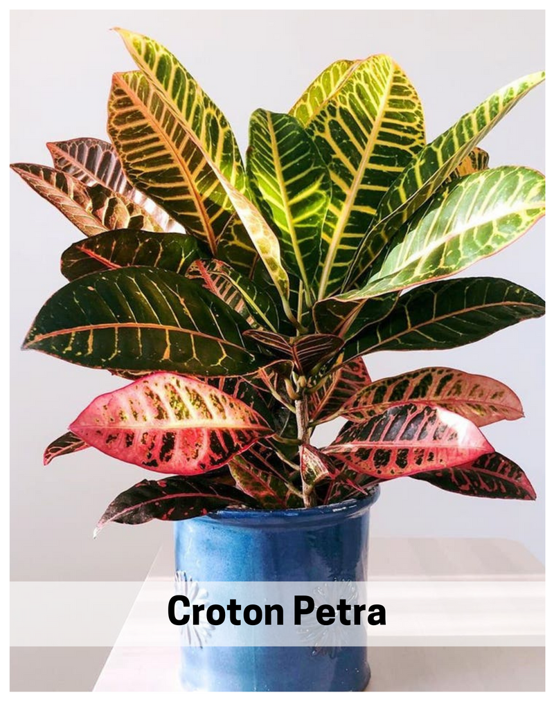 croton-petra-air-purifier-plant