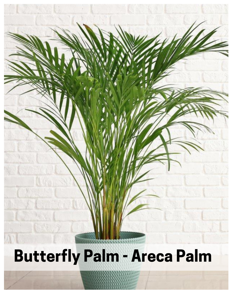 butterfly-plam-areca-palm-indoor-plant