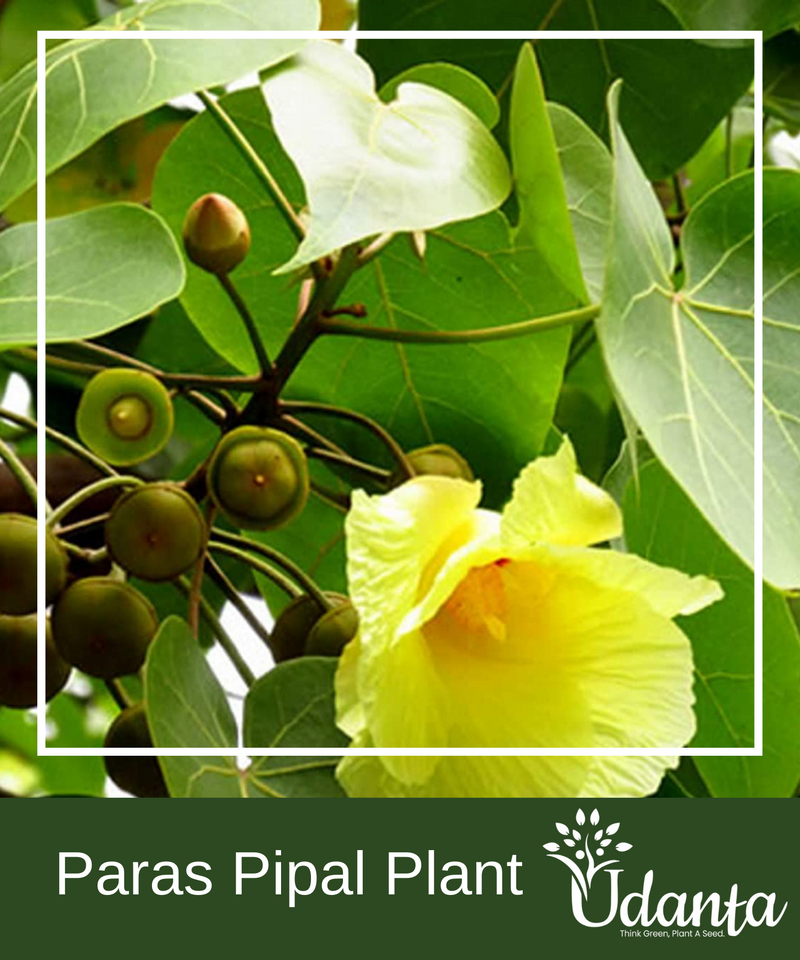 Plantogallery Paras Pipal Plants Seeds