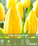 Plantogallery Tulip Yellow (Strong gold) flower bulbs pack of 10