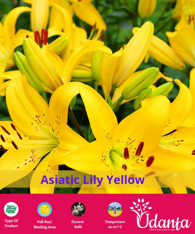 YELLOW-ASIATIC-LILY-BEST-FLOWER-BULBS