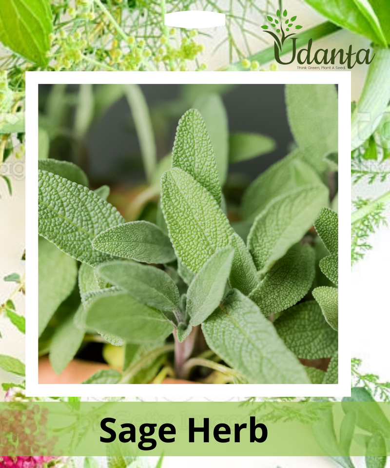 Plantogallery I Sage Herb Seeds