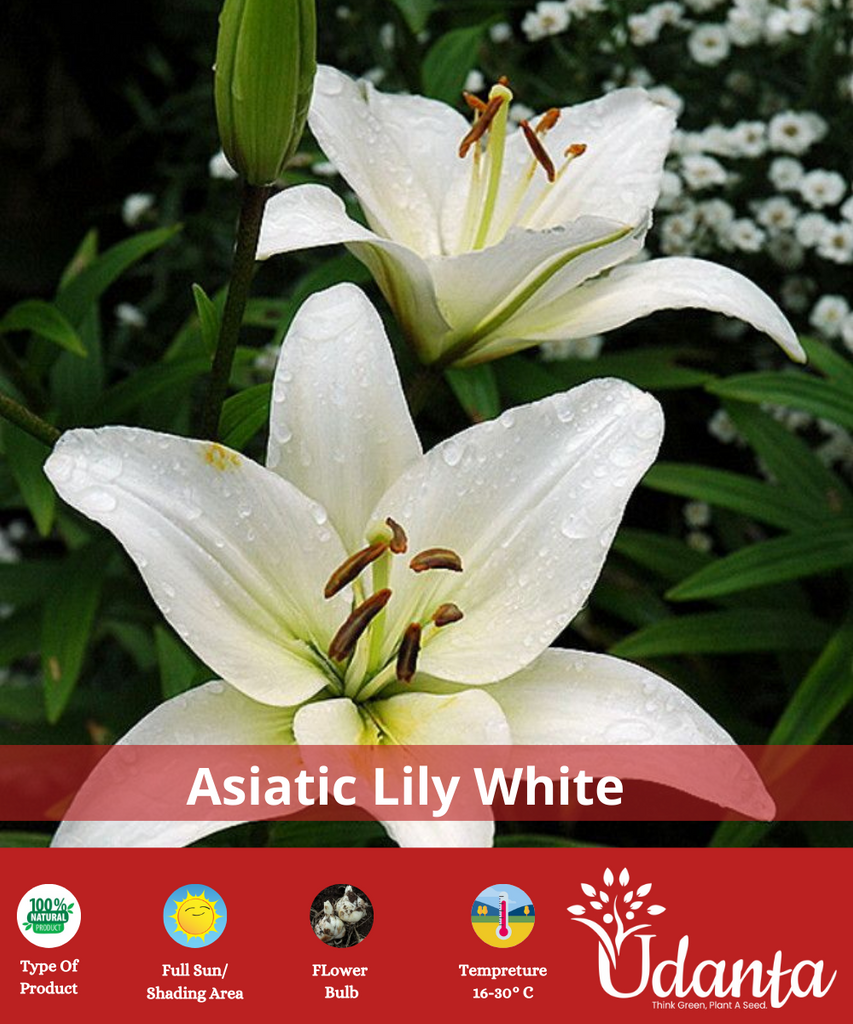 WHITE-ASIATIC-LILY-FLOWER-BULBS-UDANTA