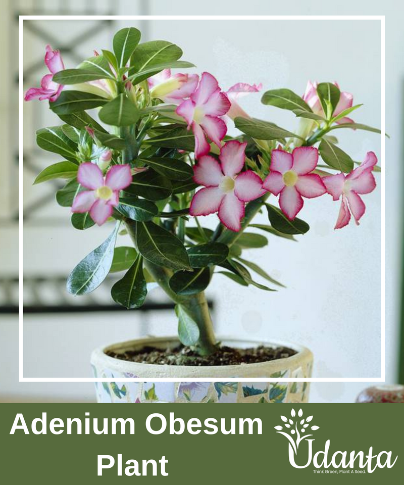 Plantogallery I Adenium Obesum Plant Seeds