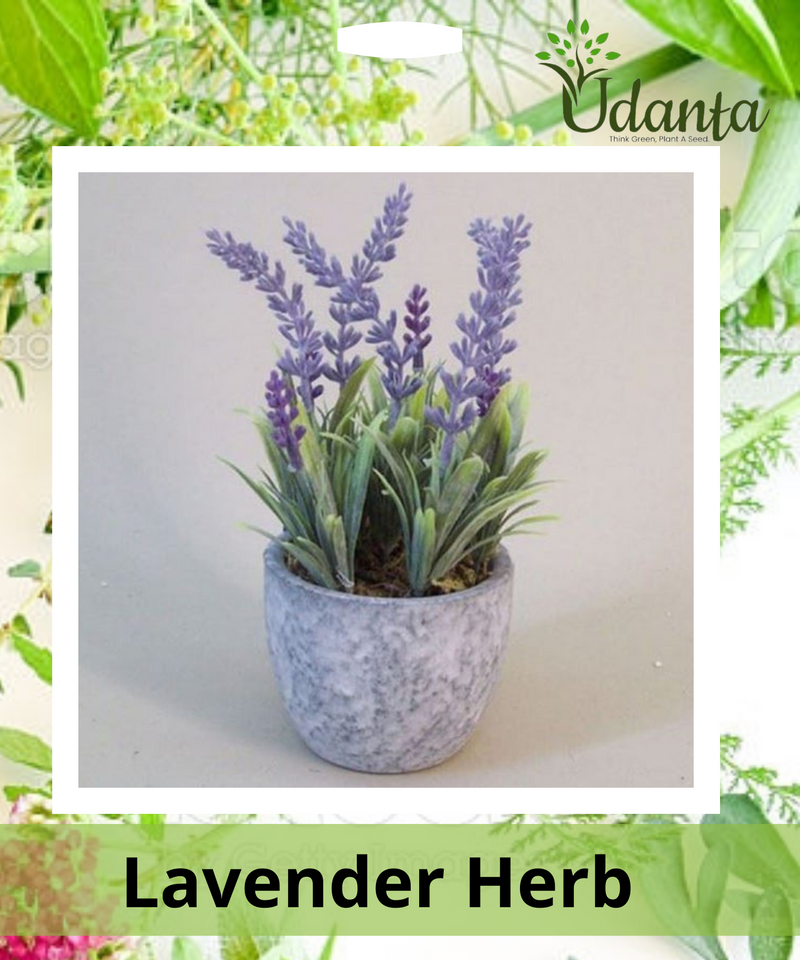 Plantogallery  Lavender Herb Seeds
