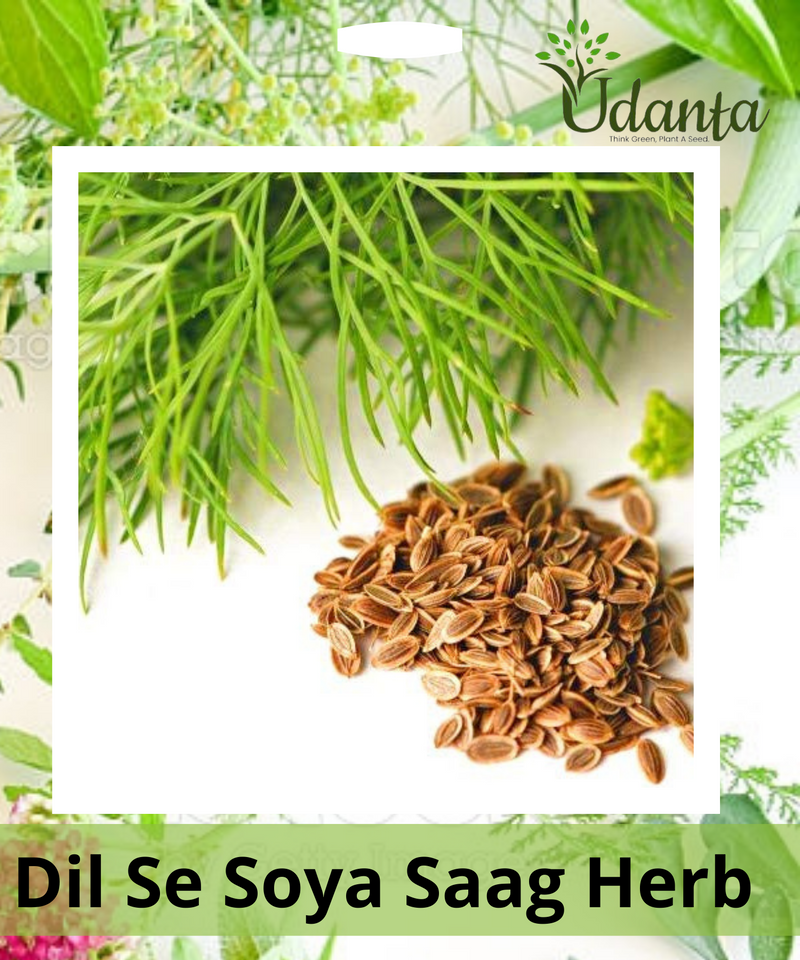 Plantogallery Dil Se Soya Saag Herb Seeds