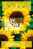 Live Green Imported Seeds - Sunflower Girasole Twilight Zone Yellow-Red Flower Seeds - Pack of 1.5gm Seeds