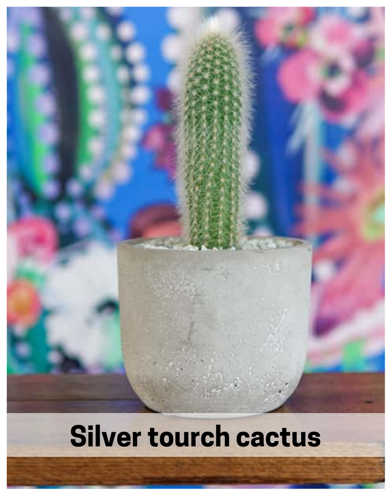 Plantogallery Silver tourch cactus I succulent plants