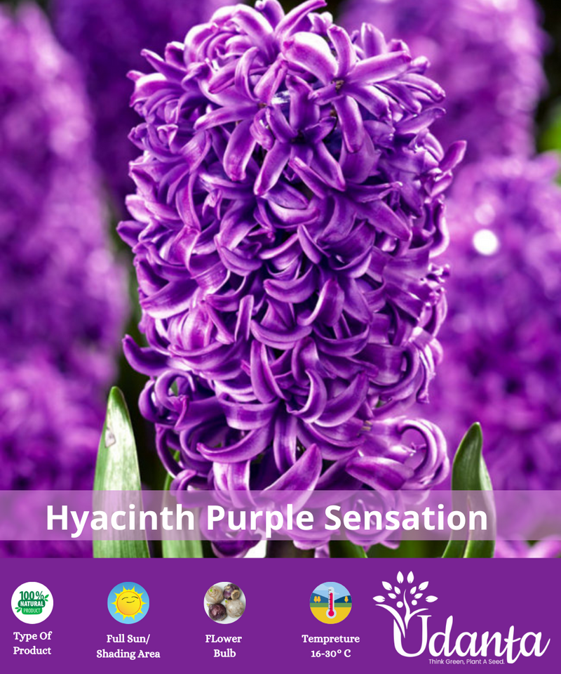 hyacinth-purple-sensation-flower-bulb-udanta