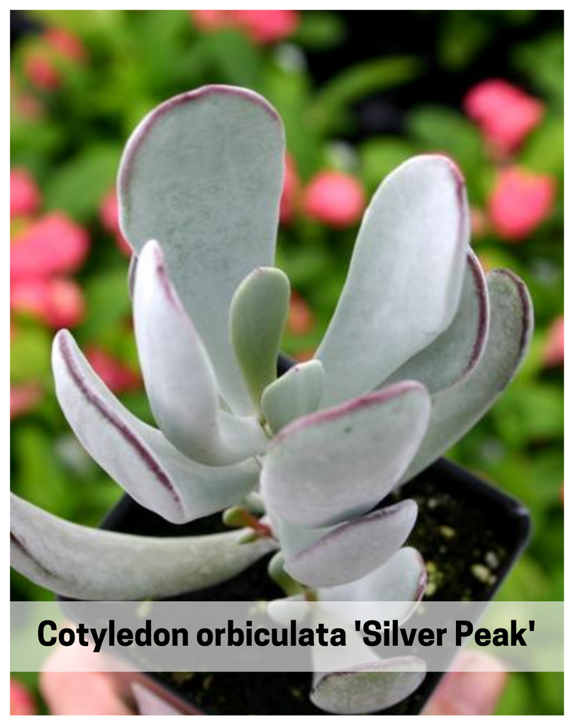 Plantogallery  Cotyledon orbiculata 'Silver Peak' - Silver Peak Pig's Ear succulent plants