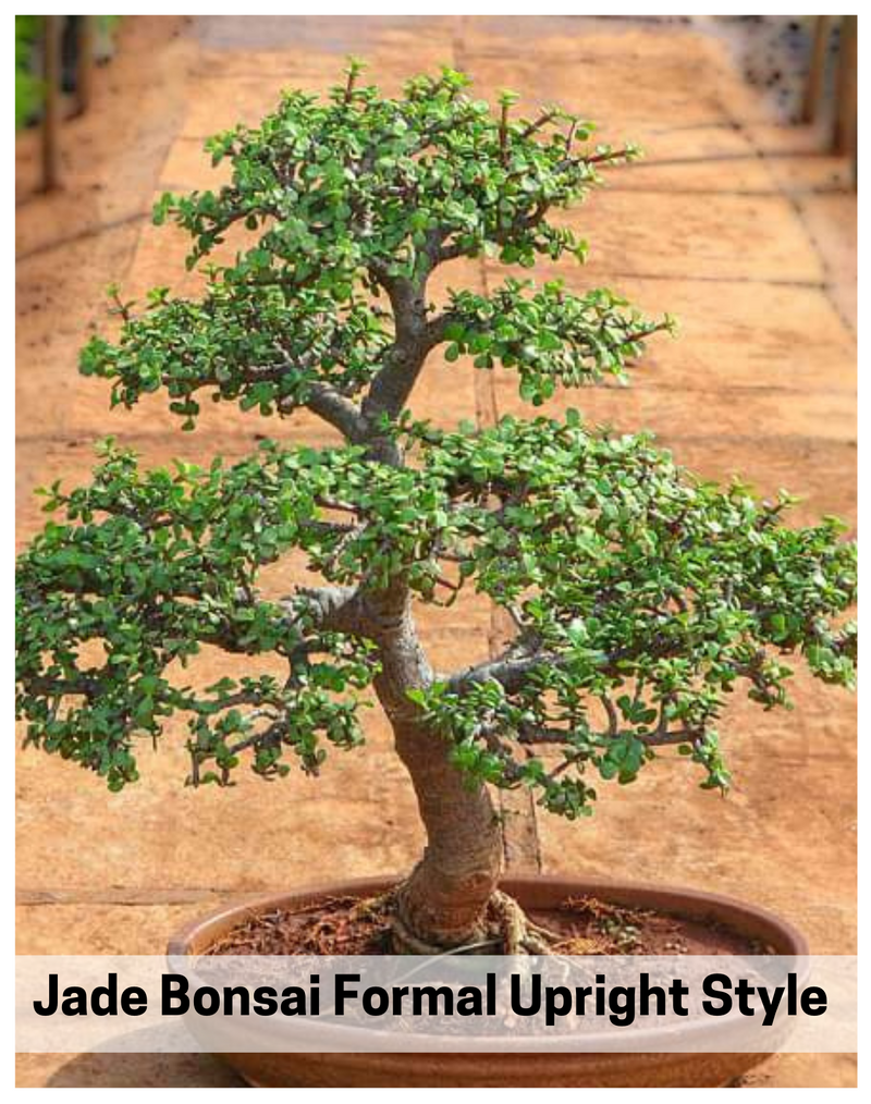 Plantogallery Jade Bonsai Formal Upright Style - Plant