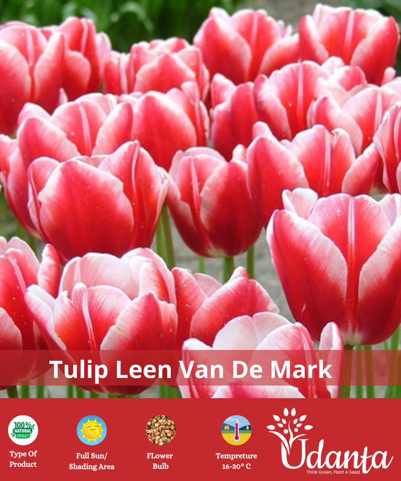 Tulip "Leen Van De Mark" Imported Flower Bulbs - Pack of 5 Bulbs By Plantogallery