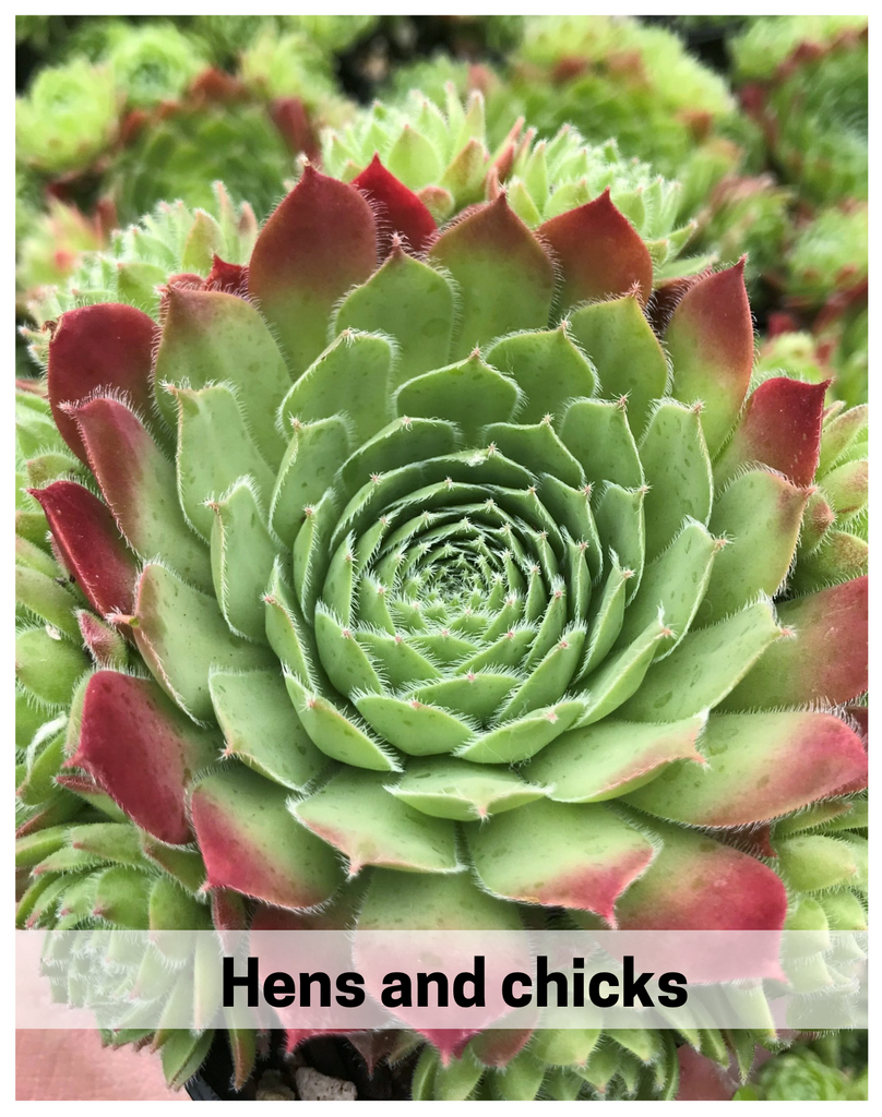 Plantogallery Hens and chicks (sempervivum atlanticum ) succulent plants