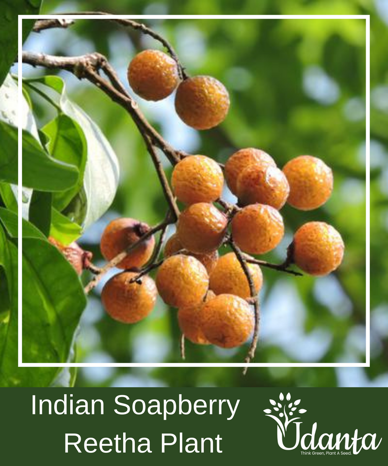 Plantogallery I Indian Soapberry – Reetha Plant Seeds