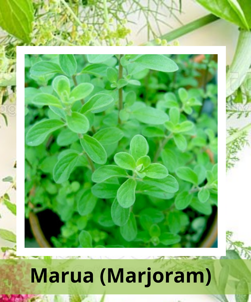 Plantogallery  Marua (Marjoram) Medicine Plant
