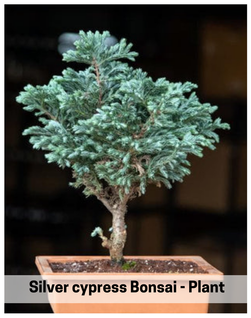 Plantogallery Silver cypress Bonsai - Plant
