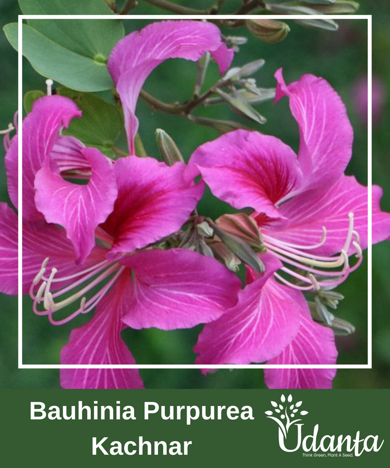 Plantogallery I Bauhinia Purpurea Kachnar Purple Plants Seeds