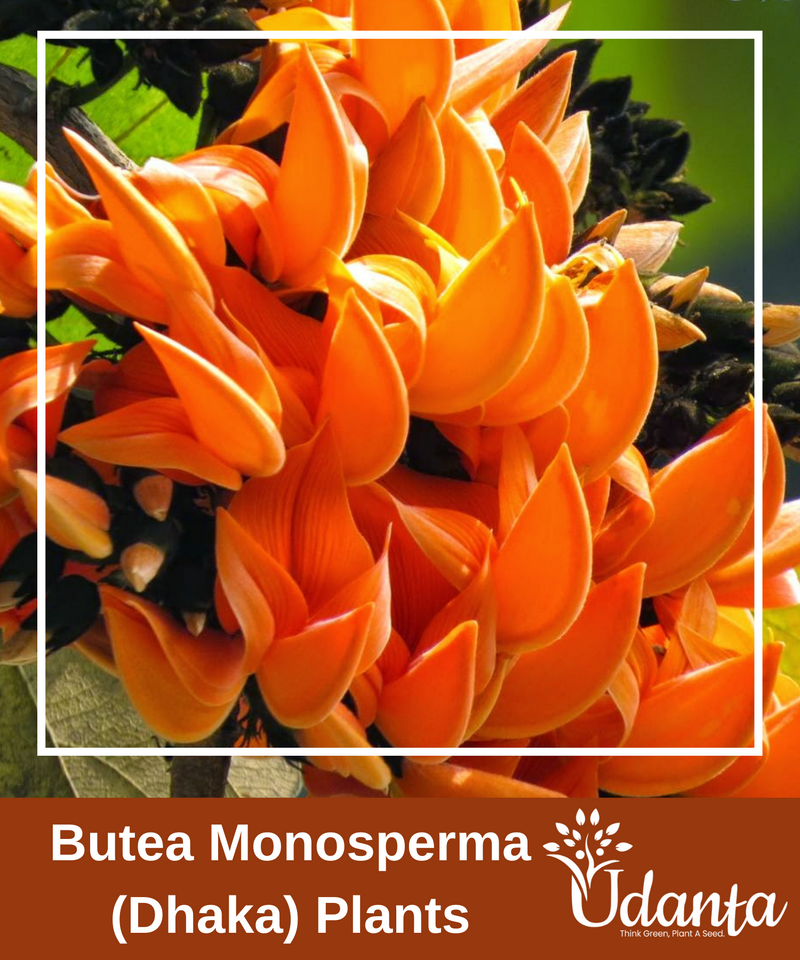 Plantogallery I Butea Monosperma (Dhaka) Plants Seeds For Home Gardening