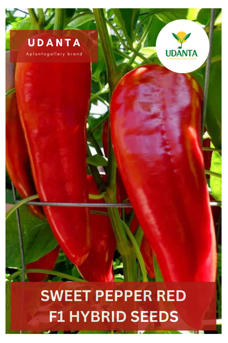 Udanta Sweet Pepper Green Vegetable Seeds For Kitchen Garden Avg 30-40 Seeds Pkts
