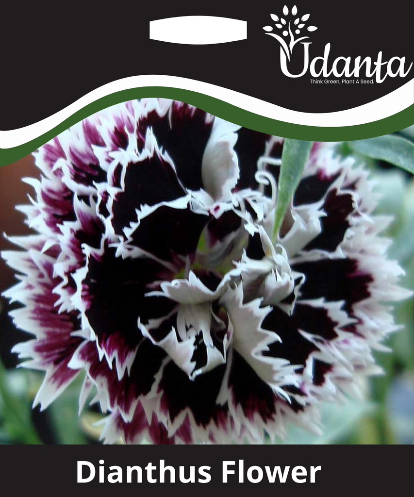 Plantogallery  Dianthus F1 hybrid seeds pack of 10 seeds