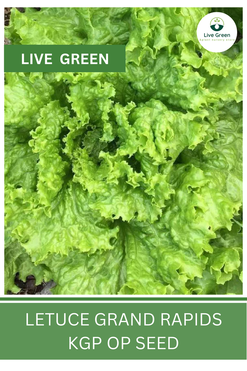 Live Green Lettuce Grand Rapids Vegetable Seeds - Pack of 30 Seeds