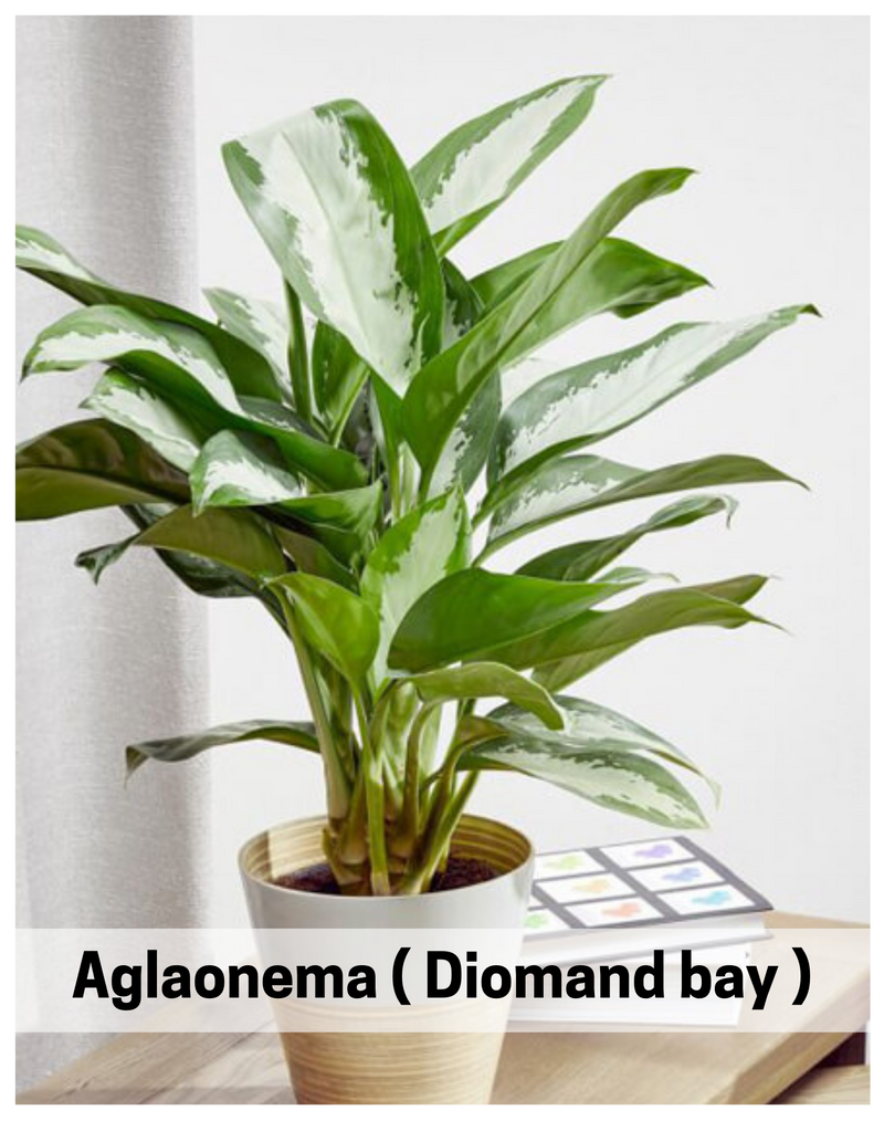 aglaonema-diomand-bay-plant-seed