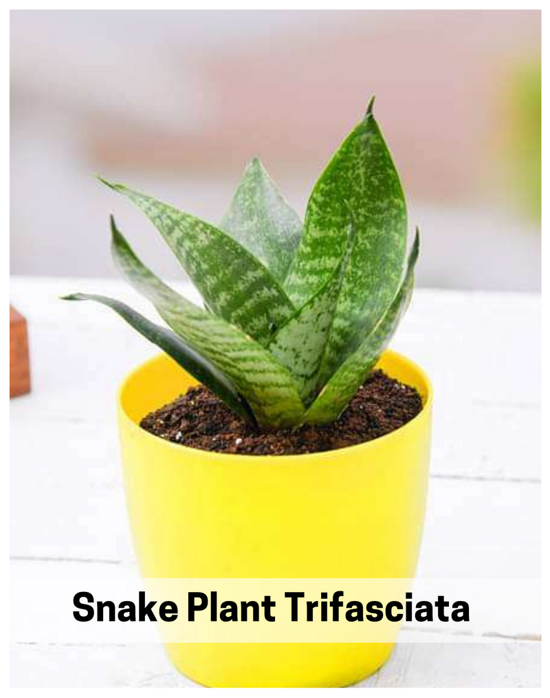Plantogallery Snake Plant Trifasciata Indoor Air Purifier Oxygen Plants