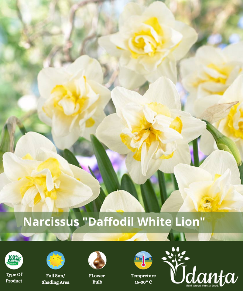 daffodil-flower-bulb-white-lion-plantogallery