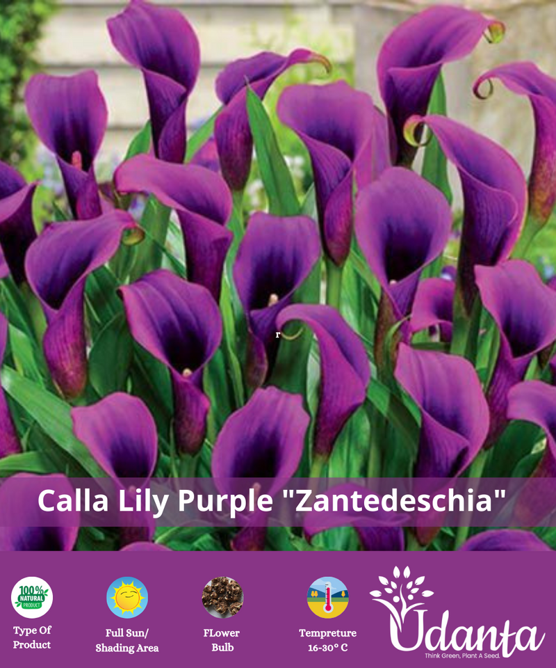 Plantogallery I Calla Lily Purple Flower Bulbs Pack Of 5 Bulbs