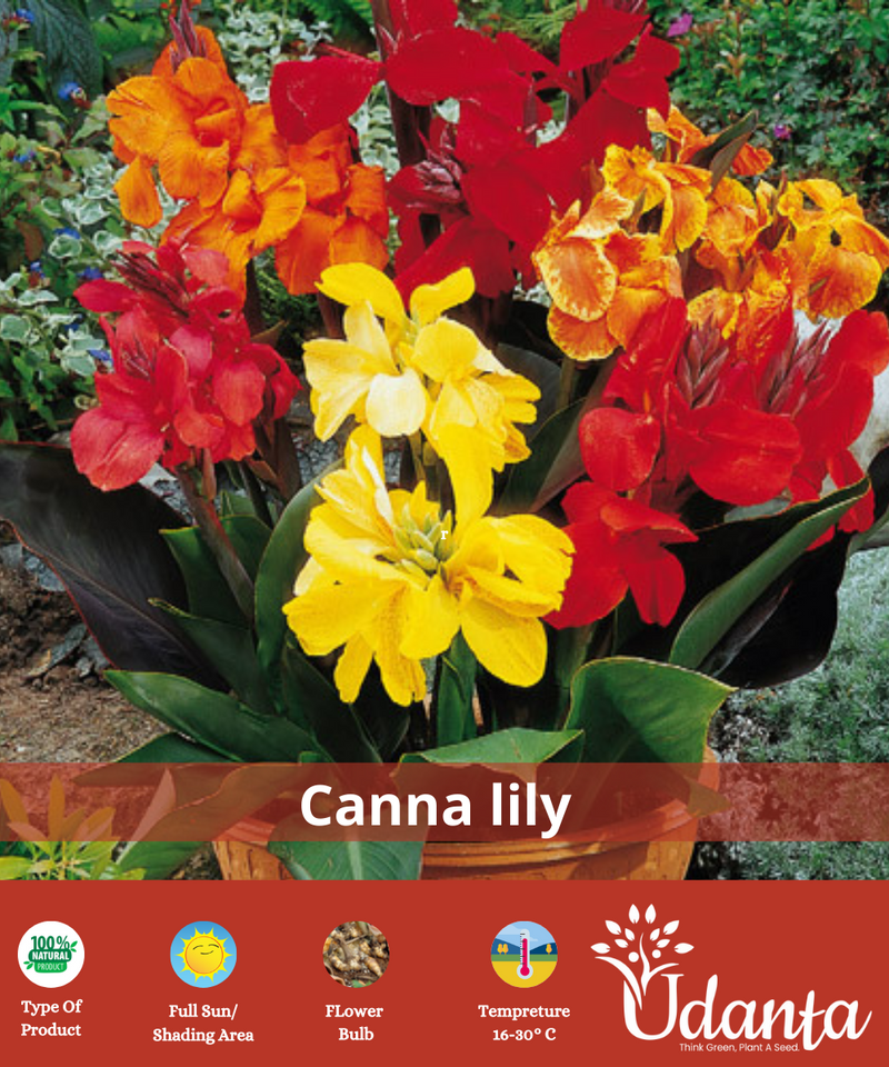 Plantogallery  Canna lily exotic important flower bulbs for home gardening Pack Of 5
